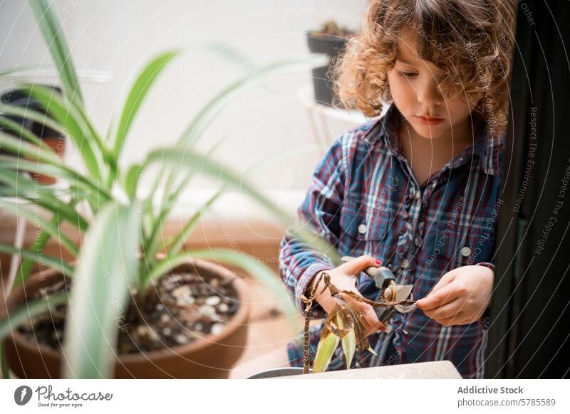 Junges lockenhaariges Kind beim Trimmen der Zimmerpflanze Pflanze Schere Gartenarbeit im Innenbereich Fokus krause Haare Hobby Pflege Wachstum Umweltbildung