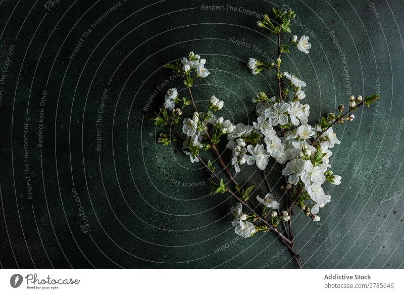 Elegante Kirschblütenzweige auf dunklem Hintergrund Ast weiß Blume Vor dunklem Hintergrund Tabelleneinstellung Thema elegant Gelassenheit natürlich
