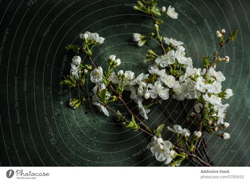 Elegante Kirschblütenzweige für den gedeckten Tisch Ast Einstellung Frühling Thema Ordnung elegant Blume geblümt Dekor Dekoration & Verzierung weiß Blütenblatt