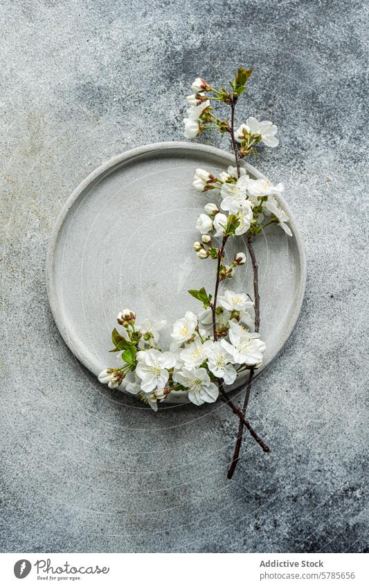 Elegantes Kirschblütendekor auf minimalistisch gedecktem Tisch Tabelleneinstellung Dekor Keramikteller texturierter Hintergrund grau stilvolles Thema Eleganz