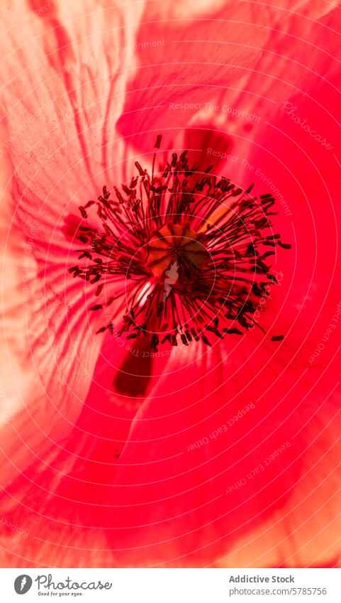 Nahaufnahme von Details der leuchtend roten Mohnblume Makro Textur Blume pulsierend Farbe Blütezeit Staubfäden Blütenblatt Natur botanisch Detailaufnahme