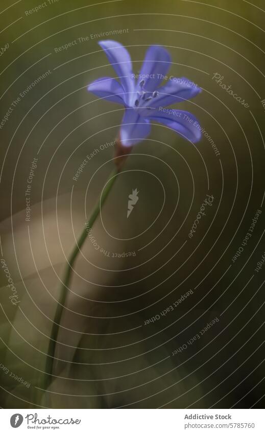 Elegante blaue Agapanthusblüte im Weichzeichner agapanthus Blume Nahaufnahme Natur Blütezeit Pflanze Flora botanisch Eleganz Einzelblüte Vordergrund filigran