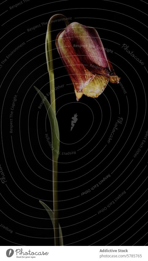 Majestätische Fritillaria Sylvatica auf schwarzem Hintergrund sylvatica Blume Pflanze Blütezeit glockenförmig Blütenblatt Kelchblatt Vorbau Blatt einsiedlerisch
