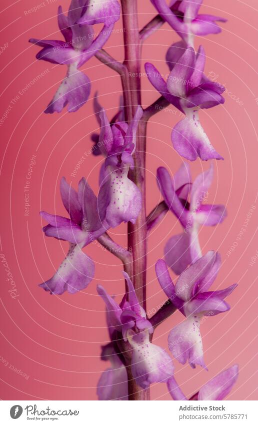 Nahaufnahme einer duftenden Orchidee oder Gymnadenia conopsea auf rosa Hintergrund duftende Orchidee Blume Blütezeit purpur Flora Pflanze Natur botanisch