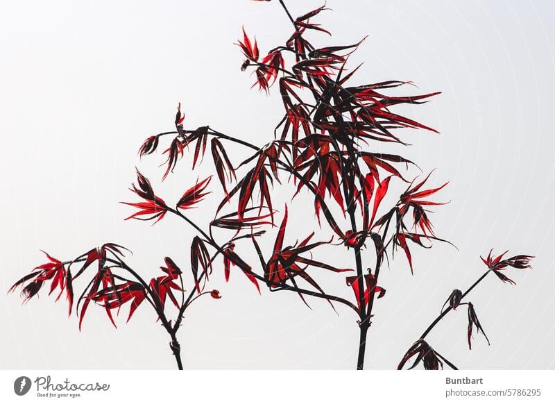 japanischer Fächerahorn Ahorn rot leuchten Blatt Natur Japanischer Ahorn Baum Pflanze Schwache Tiefenschärfe Gegenlicht Ahornblatt Sonnenlicht Garten Park Licht
