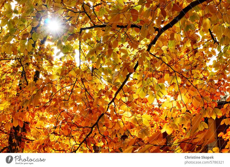 Die Sonne erhellt einen herbstlichen Blätterwald Wald Herbst Laubwald Sonnenstrahlen orange rot Baum Bäume