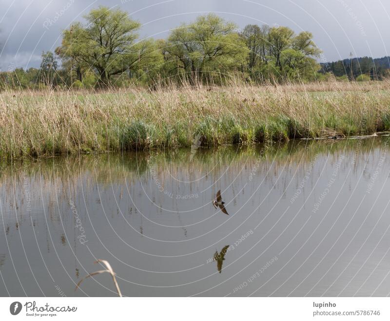 Schwalbe fliegt über Gewässer schwalbe gewässer frühling schwalbenflug natur bayern spiegelbild gräser Bäume weiden wasser schilf ruhe landschaft