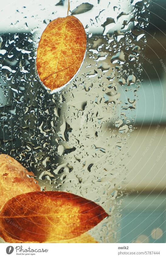 Herbstmorgen Autodach Glas Herbstlaub Blatt gefallen kleben Detailaufnahme Vergänglichkeit nass Regen Natur Umwelt oben Farbfoto Idylle Nahaufnahme Verfall
