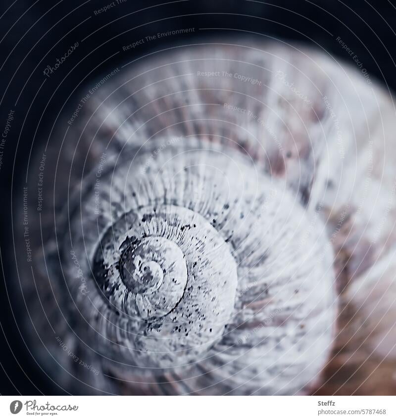 Schneckenhaus Gehäuse harmonisch Spirale spiralförmig Hülle Schale Schutzraum Schutzhülle Struktur verkalkt rund beige braun nah hellbraun Geometrie symmetrisch