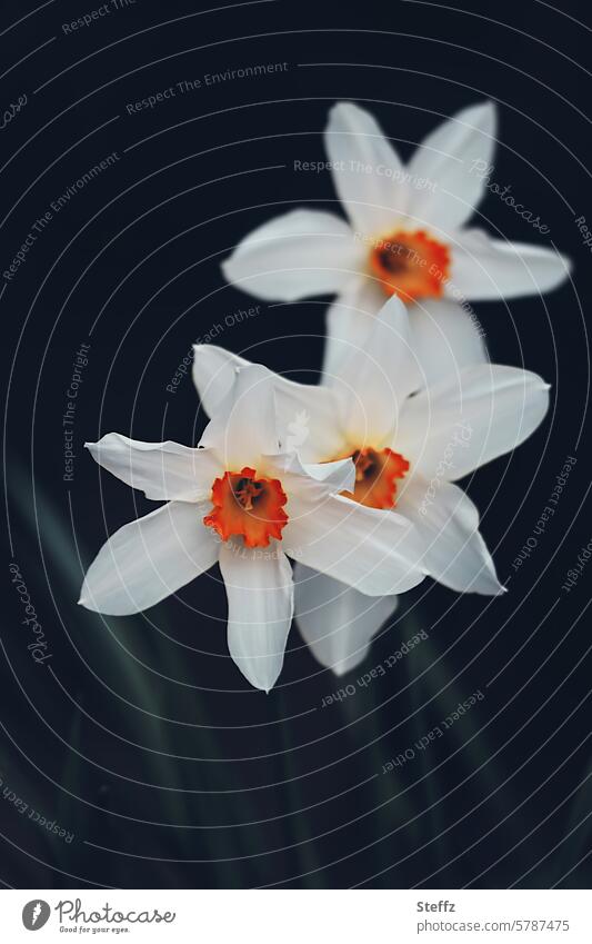 drei Narzissen Narcissus Osterglocken Frühlingsblumen blühen Blumen Blüten Frühlingsboten Frühlingsblüten Frühblüher Ostern Gartenblumen Gartenpflanzen