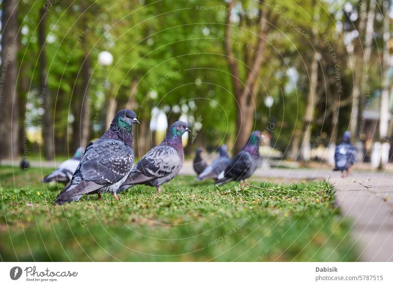 Tauben stehend auf grünem Feld im Park Schwarm Vögel Stehen Gras Natur Tierwelt im Freien Menschengruppe Beflockung Federn Landschaft Boden Flügel hell