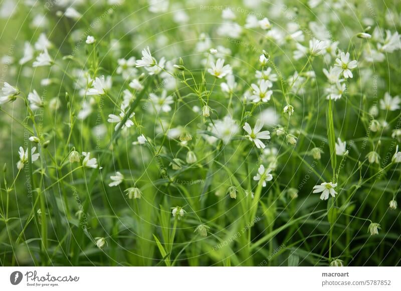 Große Sternmiere - Rabelera holostea stermiere grün nahaufnahme close up makro detailaufnahme pflanzlich weiße blüten blühend natur trockene böden natürlich