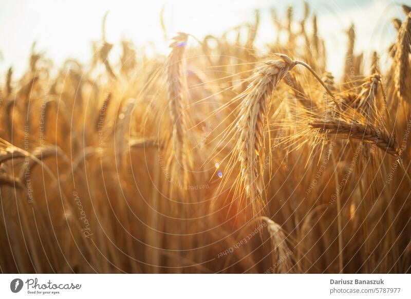 Nahaufnahme von reifen Getreideähren im Sonnenlicht Korn Weizen Ohr gold Natur gelb Ackerbau Wachstum Bauernhof Sommer Brot Hintergrund Pflanze Saison Ernte