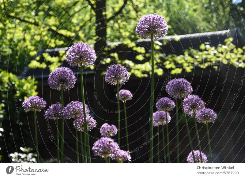Zierlauch im Sonnenlicht Blütenkugel lila Blüte violette Blüte Bienenweide Allium Frühlingsblume Blume Frühlingsgefühle besonders Natur Garten Pflanze