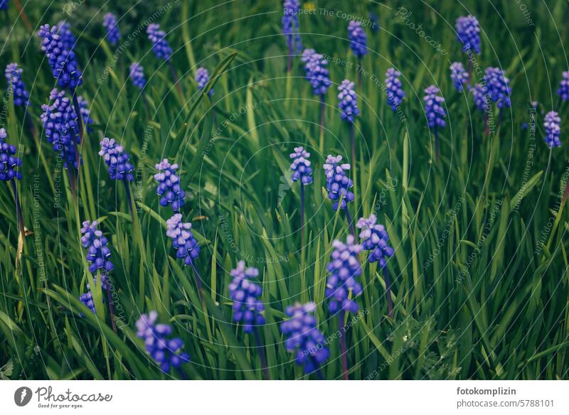 Trauben­hyazinthen Blumen blau Frühlingsblumen Frühblüher Hyazinthen Gartenblumen