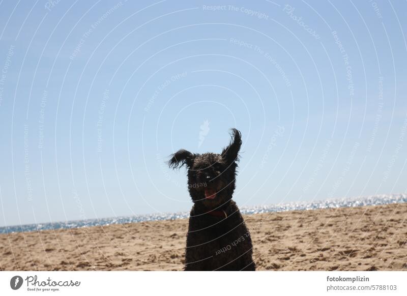Hund mit fliegenden Ohren am Strand lustig Meer witzig Sand Himmel Strandleben Hundeblick Spaß Sommer Tier Pumi skurril