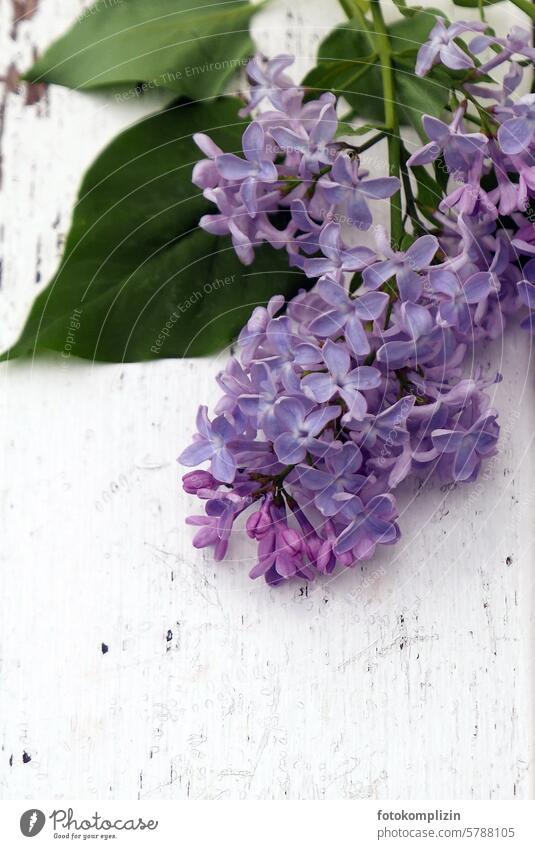 Fliederzweig auf weißem Holz Fliederblüte Patina lila violett Duft Blüte duftend Gruß Blütenknospen blatt blüten Frühling Freude romantisch