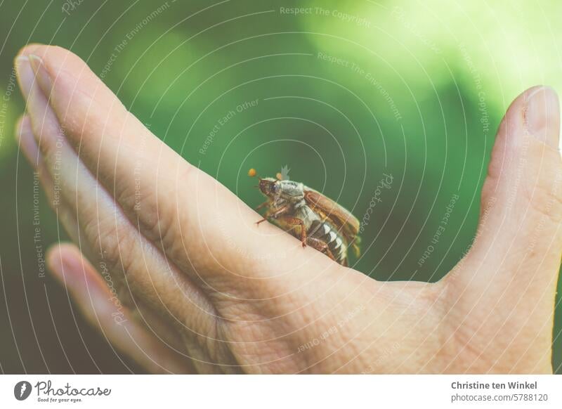 Ich habe einen Maikäfer gefunden Hand Tierliebe Tierporträt Wildtier 1 Tier Insekt krabbeln Käfer Melolontha Daumen braun grün Natur Frühling Naturliebe Umwelt