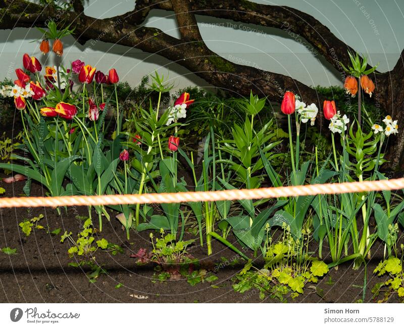 Reihe von blühenden Blumen hinter einem Absperrseil Absperrung geschützt Schutz Barriere Naturschutz Umweltschutz Schönheit bewahren Ausstellung