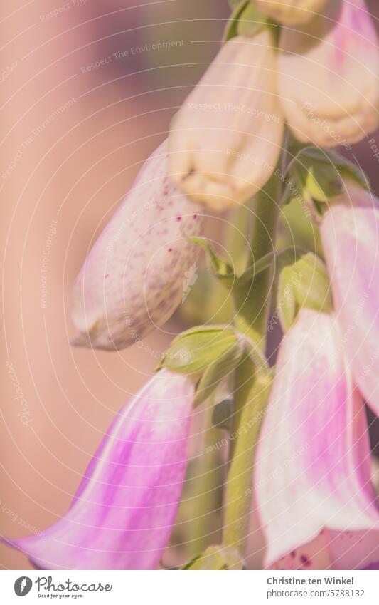 Fingerhut Digitalis purpurea Giftpflanze des Jahres 2007 Pflanzenheilkunde Homöopathie Sommerblumen Außenaufnahme zweijährig Wegerichgewächs giftig Wildpflanze