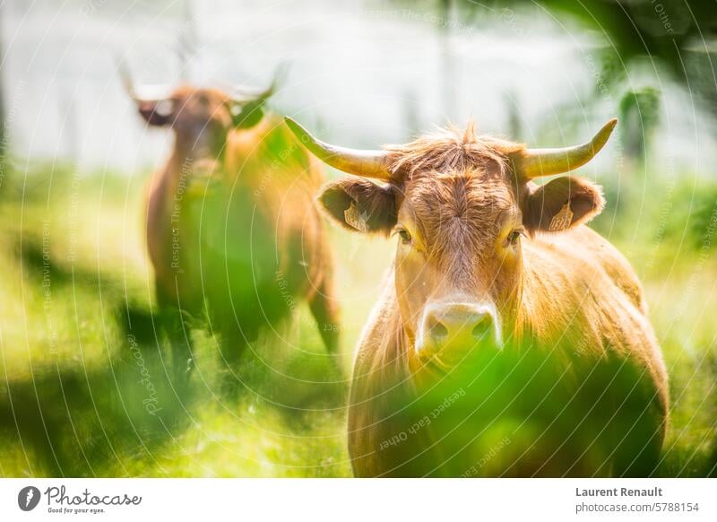 Zwei Salers-Rinder, fotografiert in der Natur Frankreich Ackerbau Tier Auvergne Rindfleisch bovin züchten Zucht braun Bulle Wade kantal Kuh Bauernhof