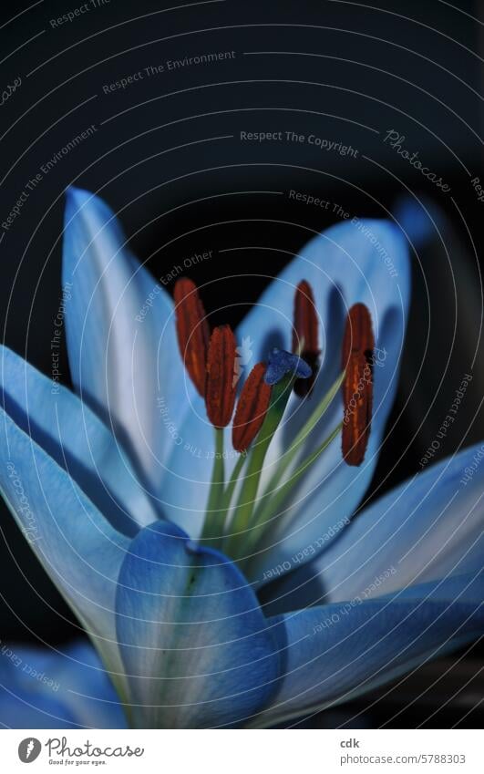 Die Lilie | blau machen. Blume Blüte blaue Blume eingefärbt natürlich künstlich blühen blühend blühende Blume erblühen nah Natur Blütezeit romantisch