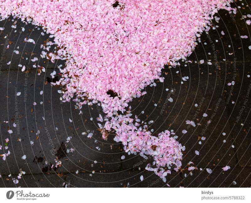 Kirschblütenblätter auf Asphalt rosa Blütenblätter Blütezeit Frühling Form Dreieck Bikinizone Blütenblatt schön verblüht Vogelperspektive grau-pink