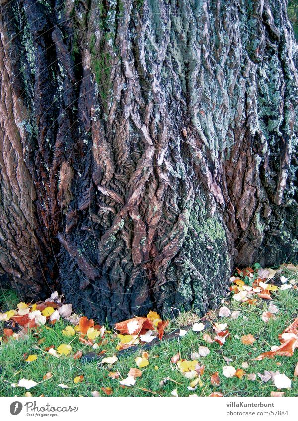 Märchenbaum Baum Baumrinde Herbst Gras Blatt Natur tree Baumstamm