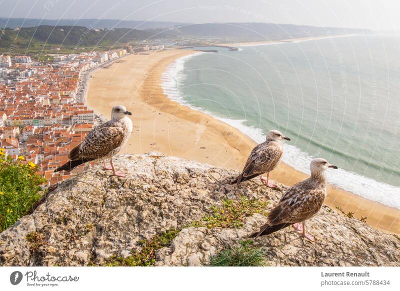Luftaufnahme der Stadt Nazaré, beobachtet von Gelbschenkelmöwen in Portugal atlantisch Strand Vögel Großstadt Küste Ausflugsziel Möwen Feiertag Reise Landschaft
