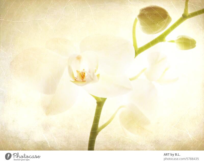 Hab geträumt von Dir (Orchidee ) blume blütenzweig orchidee orchideenzweig floral verträumt textur bildbearbeitung Hintergrund tapete knospe Ochideenknospe weiß