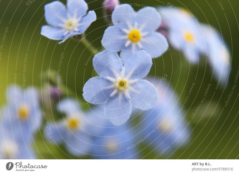 Vergissmeinnicht Fototag, die schönsten immer vorne blume blümchen floral hellblau gelb lila lila hintergrund zart fein edel filigran natur wunder wunder natur