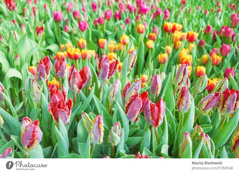 Tulpenfeld, natürlicher bunter Hintergrund, selektiver Fokus. Feld Blume Pflanze schön Natur Blüte viele Tapete farbenfroh geblümt Blütezeit Garten