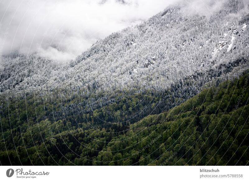 Wenn es im Frühling nochmal schneit... Schnee Schnefallgrenze kalt Frost Eis Natur weiß Winter Wetter Himmel Landschaft Wald Umwelt Wolken Farbfoto Klima