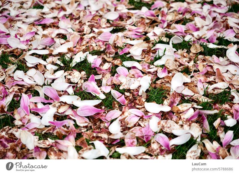 Schönheit ist vergänglich - verblühte Magnolie Magnolien Frühling Blüte verblühen Vergänglichkeit rosa Magnolienblüte Frühlingsgefühle Magnolienbaum
