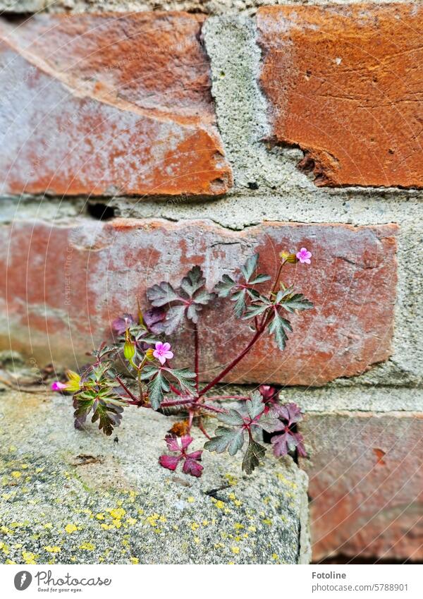 Ein Storchenschnäbelchen wächst aus einer Wand. Die kleinen rosa Blüten bilden kleine Farbtupfer auf der braunen Wand aus Ziegelsteinen.