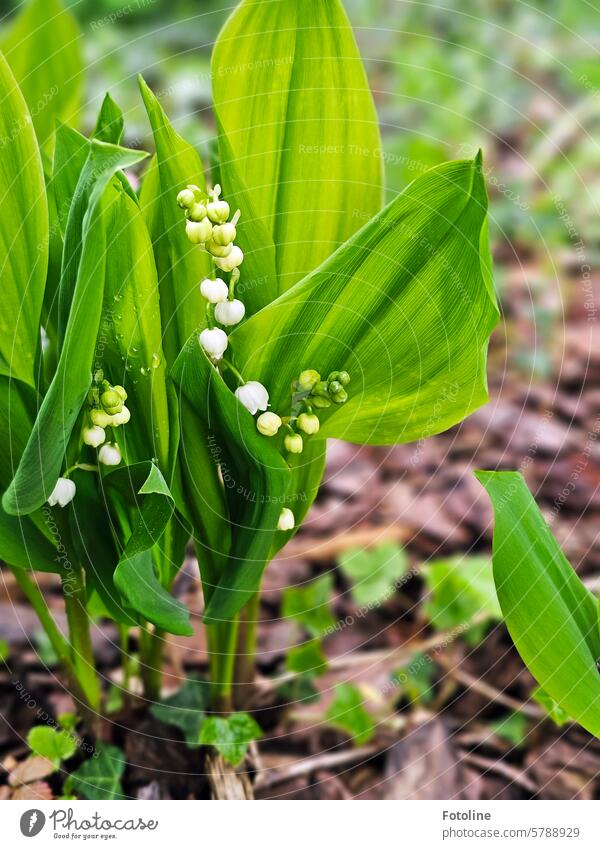 Na und passend zum 1. Mai ein paar Maiglöckchen aus meinem Garten. Blume Frühling Pflanze weiß grün Farbfoto Natur Blüte Blühend Nahaufnahme