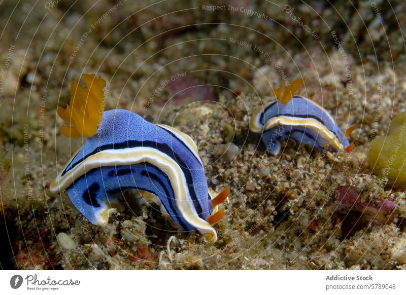 Chromodoris annae bei der Erkundung des Meeresbodens Nacktschnecke Meeresschnecke marin unter Wasser Tierwelt aquatisch Kreatur blau gelb farbenfroh Natur