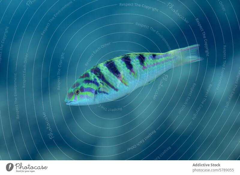 Thalassoma hardwicke schwimmt anmutig in blauen Gewässern Fisch tropisch aquatisch Wasser unter Wasser marin Tierwelt Natur pulsierend Streifen gleiten