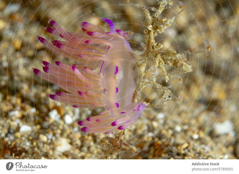 Lebendige Coryphella rubrolineata auf sandigem Meeresboden Nacktschnecke unter Wasser marin Meeresschnecke cerata Sand farbenfroh Meeresbiologie aquatisch