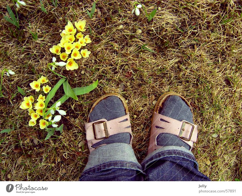 erste schritte in den frühling Hausschuhe Frühling Krokusse gelb Wiese Kieselsteine Fuß Rasen Stein
