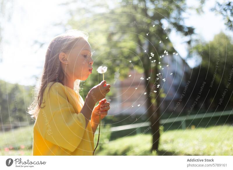 Junges Mädchen bläst Löwenzahn im sonnigen Park jung Kind Schlag Saatgut Dispergieren sonnenbeschienen friedlich gelb Natur Frühling Tageslicht im Freien