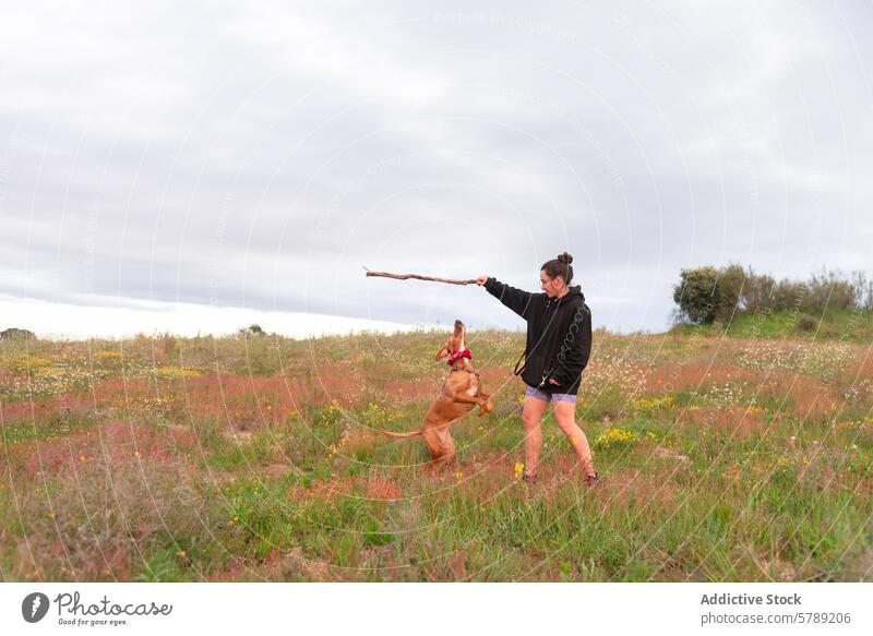 Fröhliche Spielstunde auf der Wiese mit Mischlingshund Frau Hund spielen holen kleben Landschaft Feld Vizsla Tier Haustier Freude spielerisch im Freien Natur