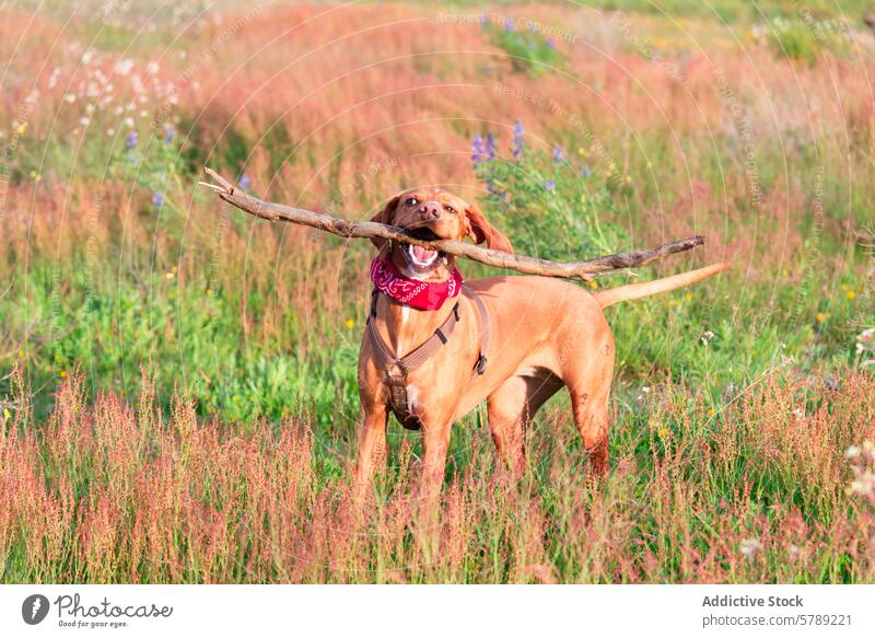 Fröhlicher Mischlingshund beim Spaziergang in der Natur Hund Vizsla Landschaft Wiese kleben Glück spielerisch Haustier im Freien Feld Gras Sommer sonnig