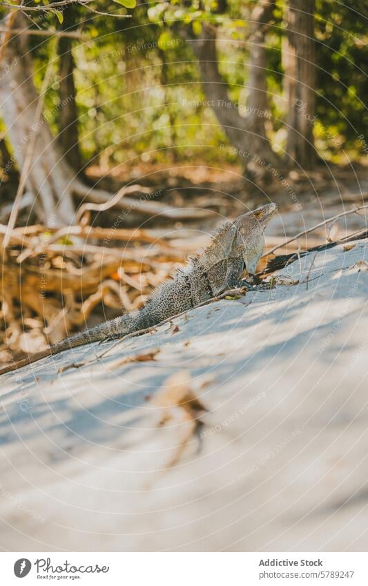 Leguan sonnt sich im tropischen Wald von Costa Rica Leguane wild sonnend sonnig Tierwelt Natur Reptil Mischung Umgebung warm Tag im Freien Umwelt natürlich