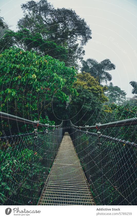 Neblige Hängebrücke im costaricanischen Dschungel Kettenbrücke Costa Rica Regenwald Grün Nebel Abenteuer Erkundung üppig (Wuchs) Gelassenheit leer Weg Natur
