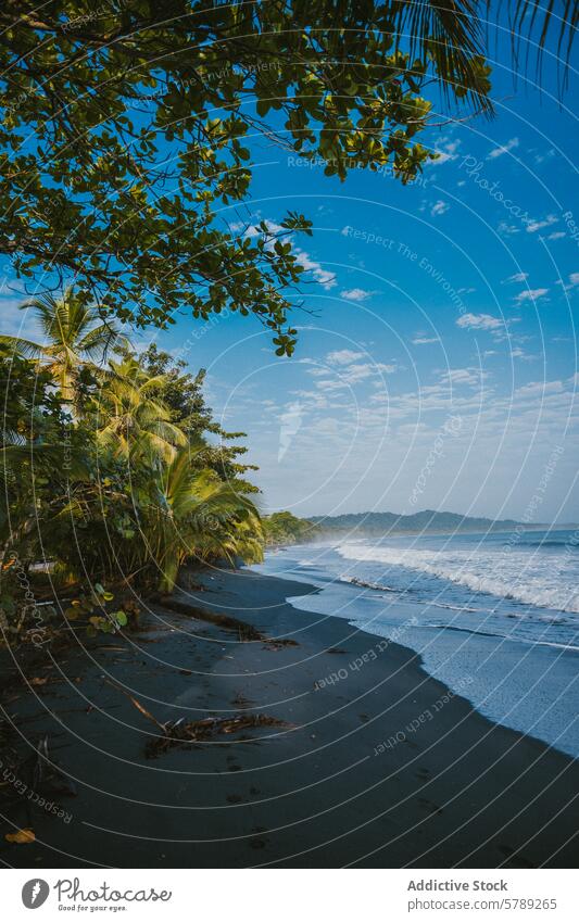 Ruhiger Strand in Costa Rica mit üppiger Vegetation tropisch Gelassenheit ruhig Küstenlinie Handfläche Laubwerk Blauer Himmel pflanzlich unverdorben Natur