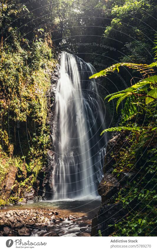 Ruhiger Wasserfall im üppigen Dschungel Costa Ricas tropisch Gelassenheit Kaskade Paradies Natur grün Laubwerk Wald natürlich malerisch reisen Tourismus