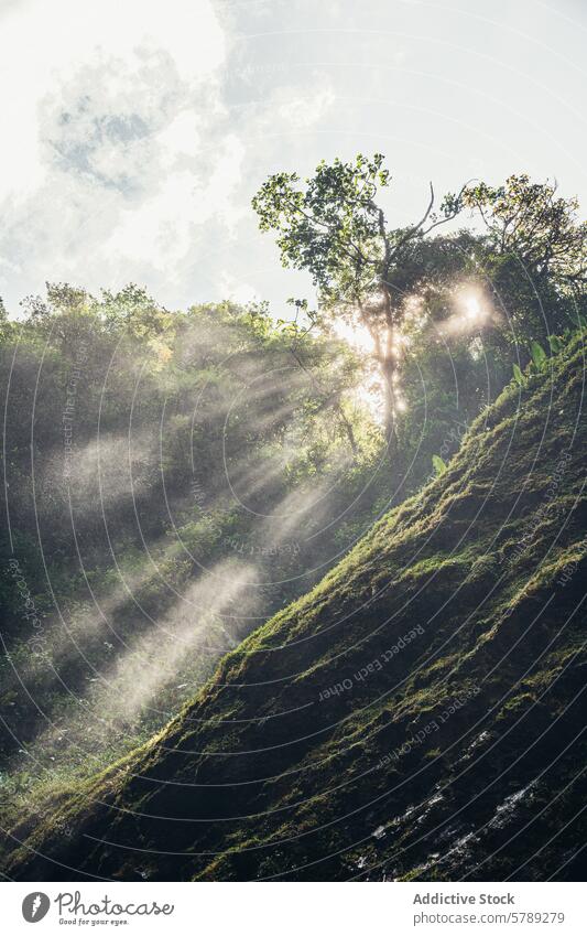 Sonnenstrahlen durchdringen den Nebel im costaricanischen Wald Costa Rica Sonnenlicht Grün Baum Natur ätherisch tropisch Regenwald Licht Rochen Laubwerk ruhig