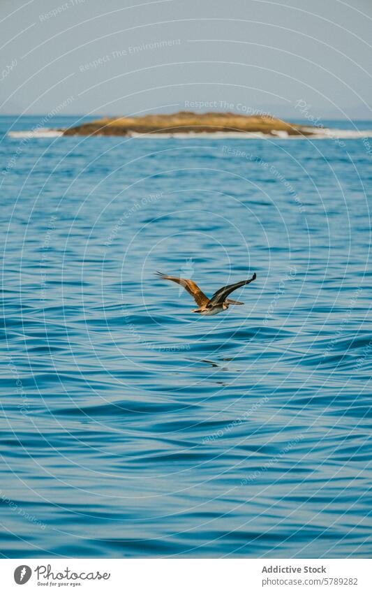 Fregattvogel im Segelflug über costaricanischen Gewässern Costa Rica Meer Wasser blau gleiten Vogel Flug Tierwelt Natur ruhig MEER Küste Küstenstreifen Insel