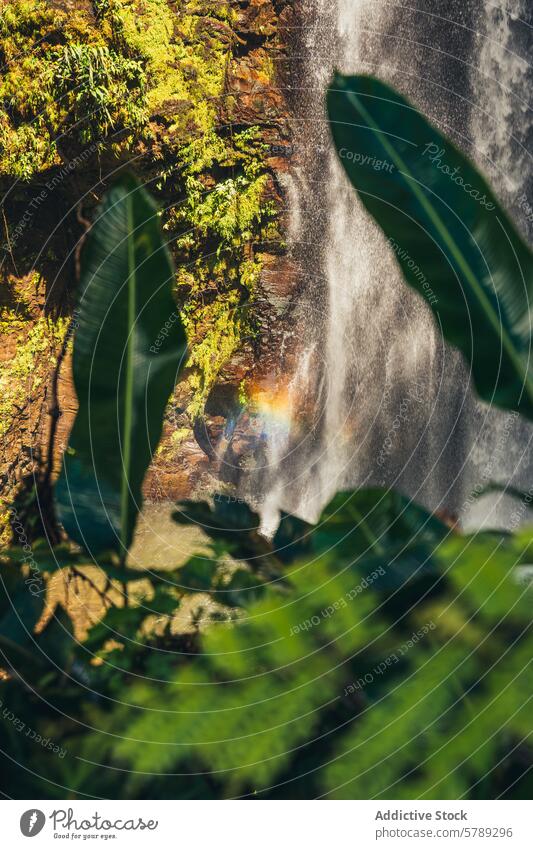 Tropischer Wasserfall mit Regenbogen in Costa Rica tropisch Laubwerk üppig (Wuchs) Nebel sonnig grün Vegetation Natur Landschaft natürlich reisen Tourismus